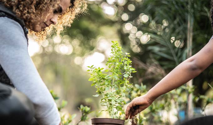 plantando maceta